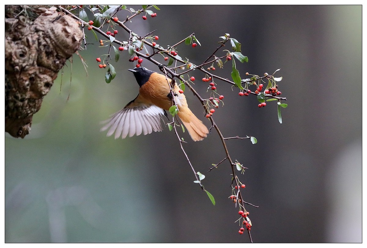 爱吃野果的红尾水驹（二）