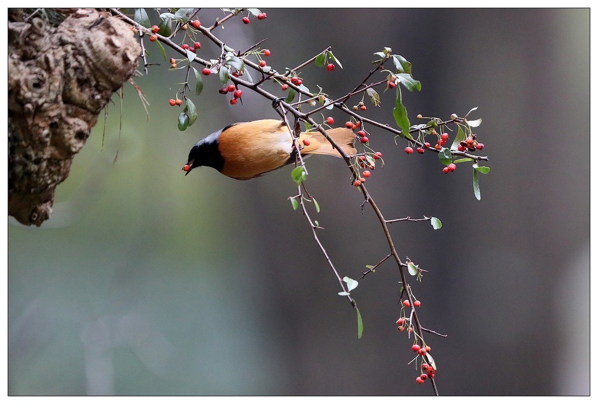 爱吃野果的红尾水驹（二）