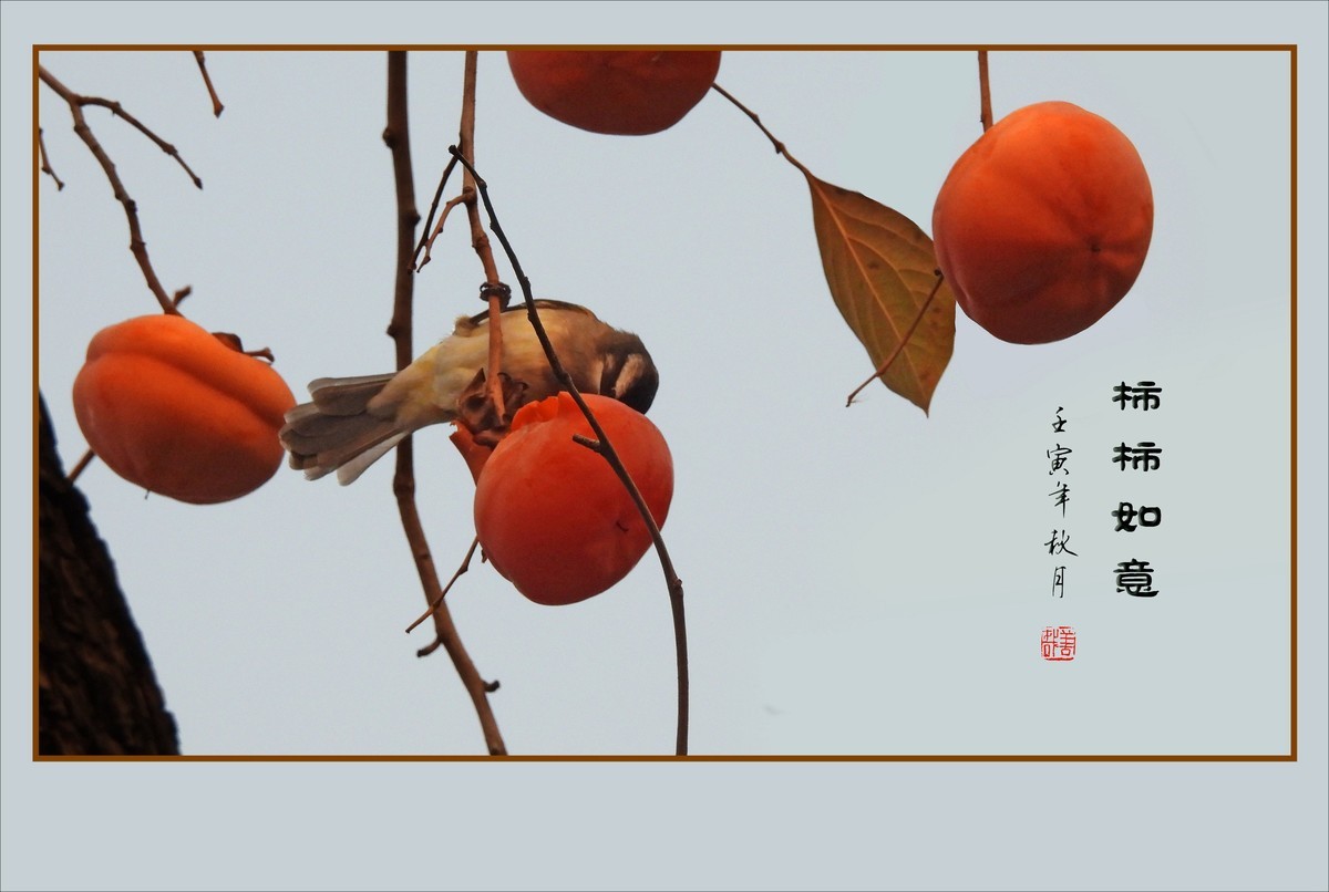 金灿灿的如意柿子