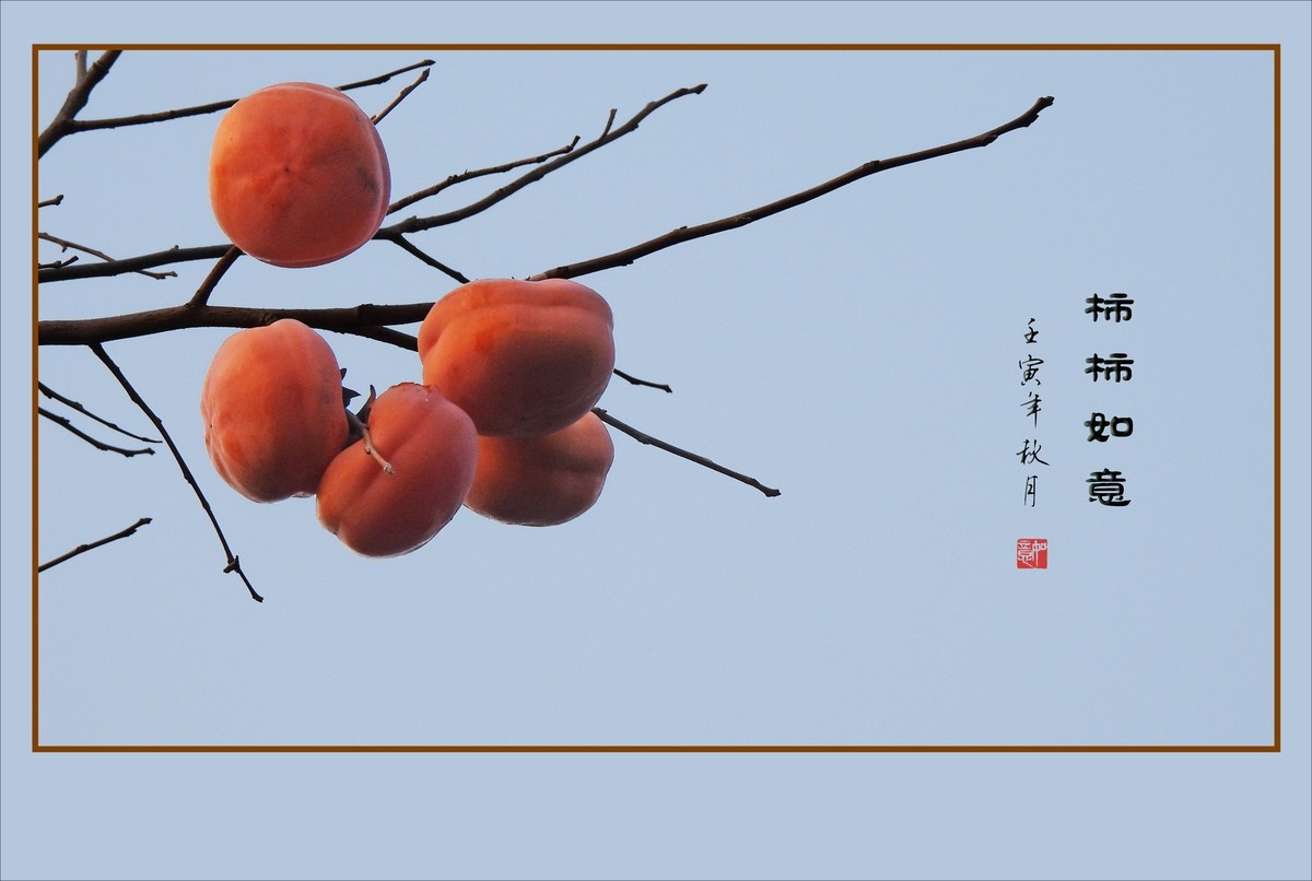 金灿灿的如意柿子