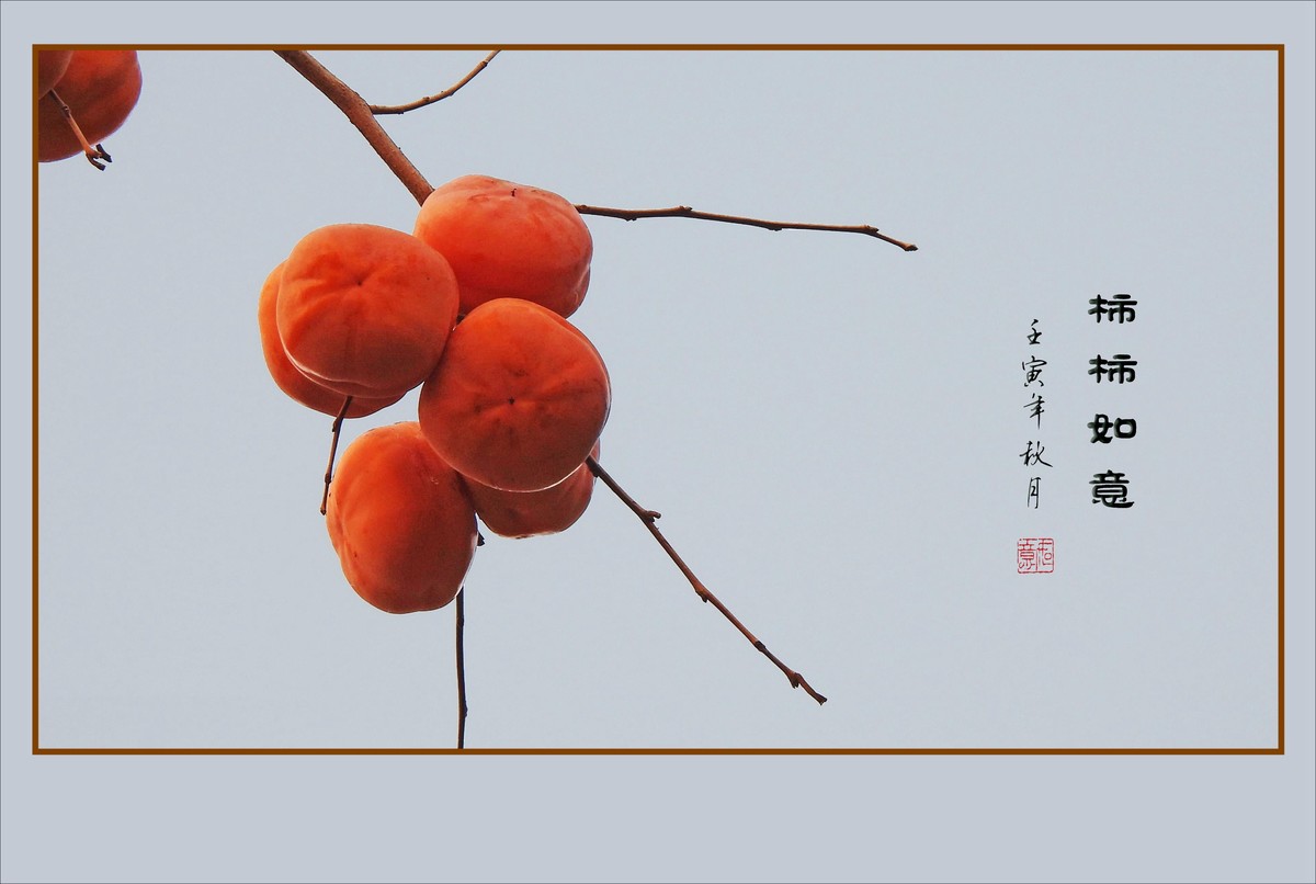 金灿灿的如意柿子