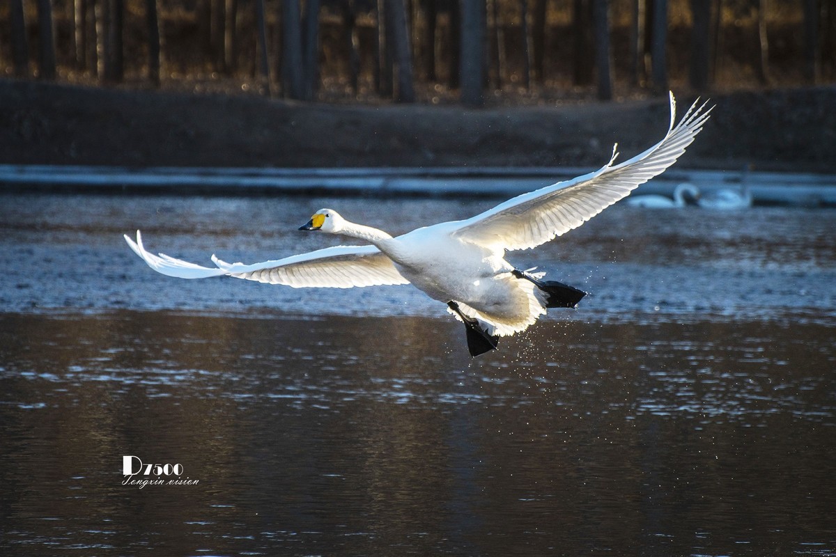 飞鲸体育引领全新运动风尚