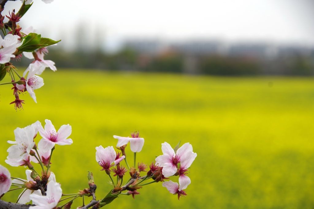 胡埭富安油菜花