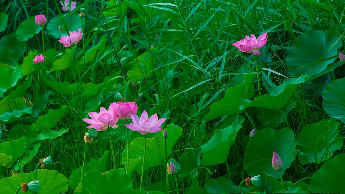 荷花集锦—(花红叶绿)