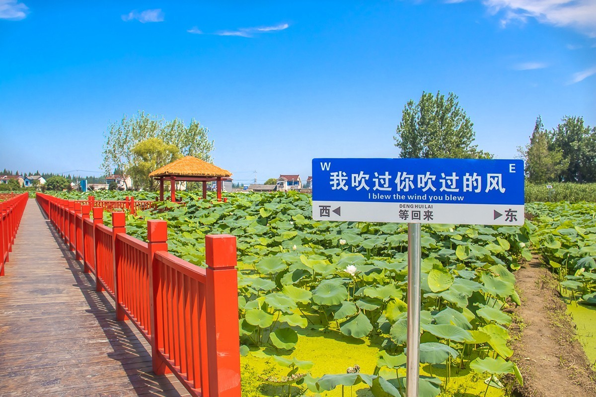 2023-07-08仪征新集天安村荷塘（三）