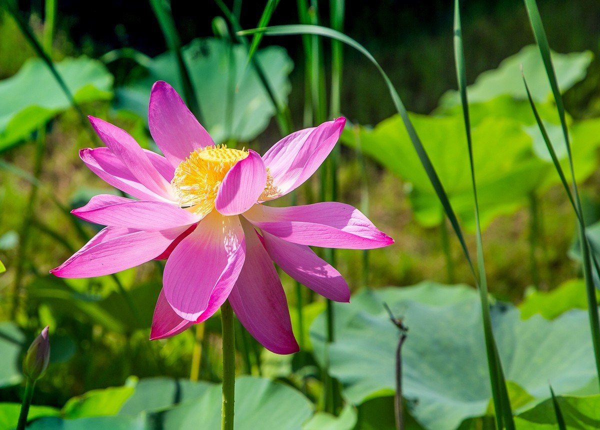 2023-07-08仪征新集天安村荷塘（三）