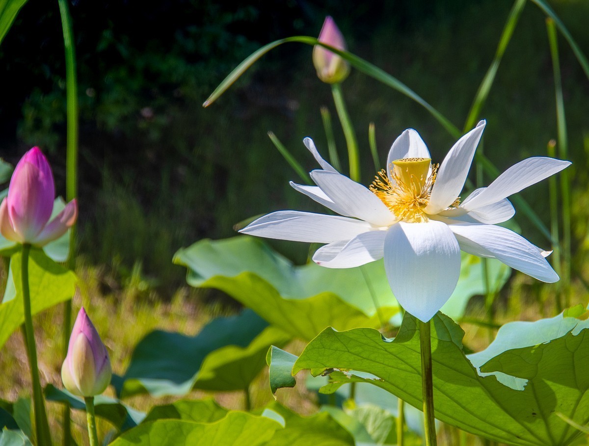 2023-07-08仪征新集天安村荷塘（三）