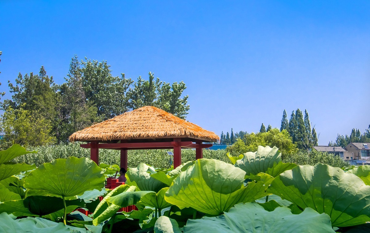 2023-07-08仪征新集天安村荷塘（三）