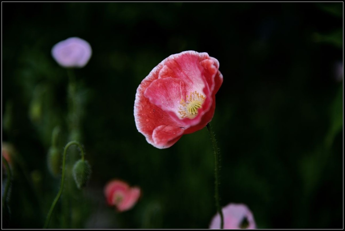 昨天拍了几张虞美人【1】