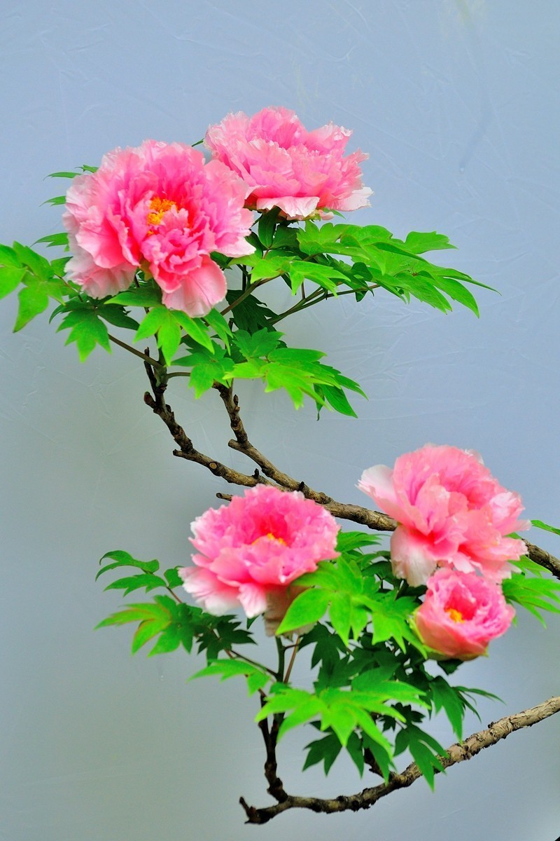 #版主坐堂#索尼大版星空(中国)2024年 8 月份优秀作品精选汇总