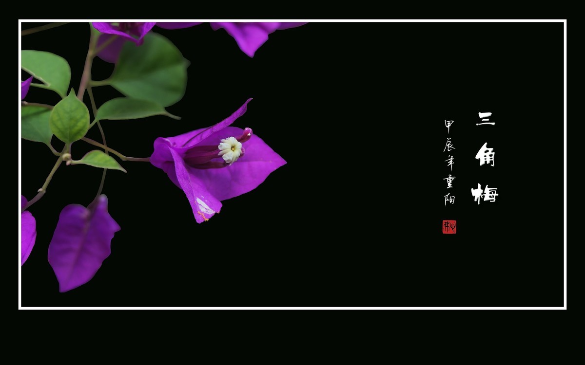 紫气东来挂枝头-三角梅