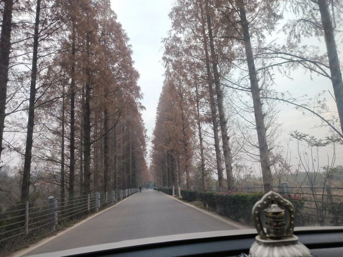 漫步星城 走街串巷（603）打卡水杉林