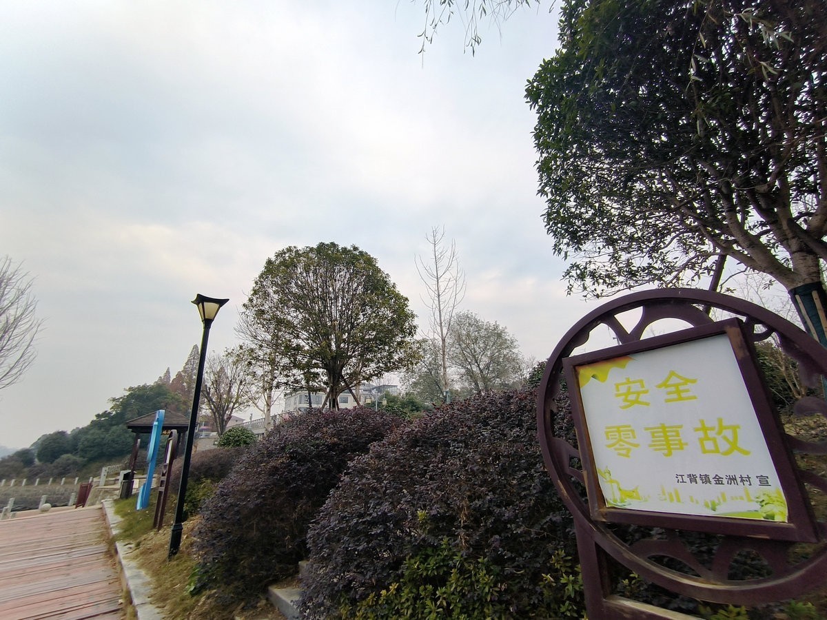 漫步星城 走街串巷（603）打卡水杉林