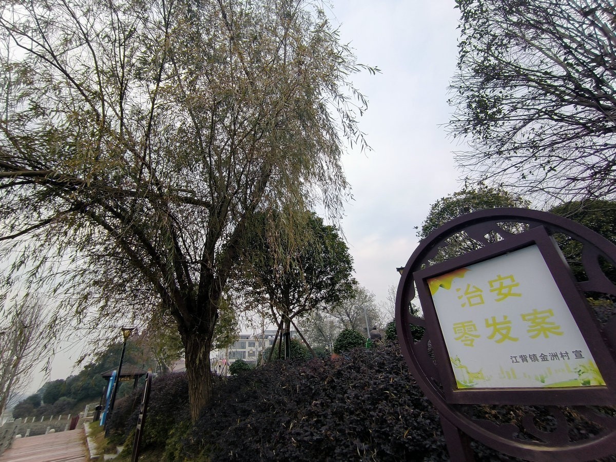 漫步星城 走街串巷（603）打卡水杉林