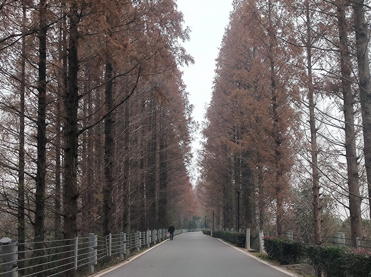 漫步星城 走街串巷（603）打卡水杉林