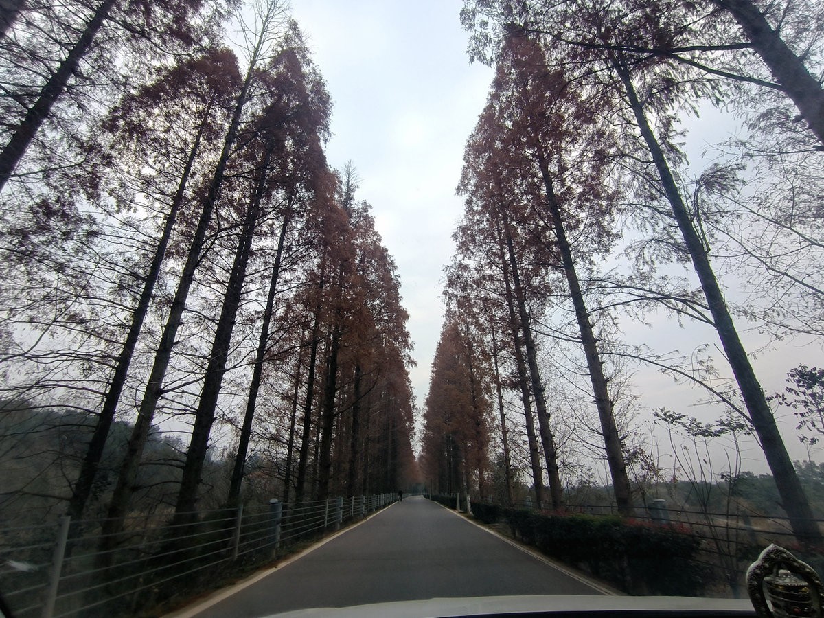 漫步星城 走街串巷（603）打卡水杉林