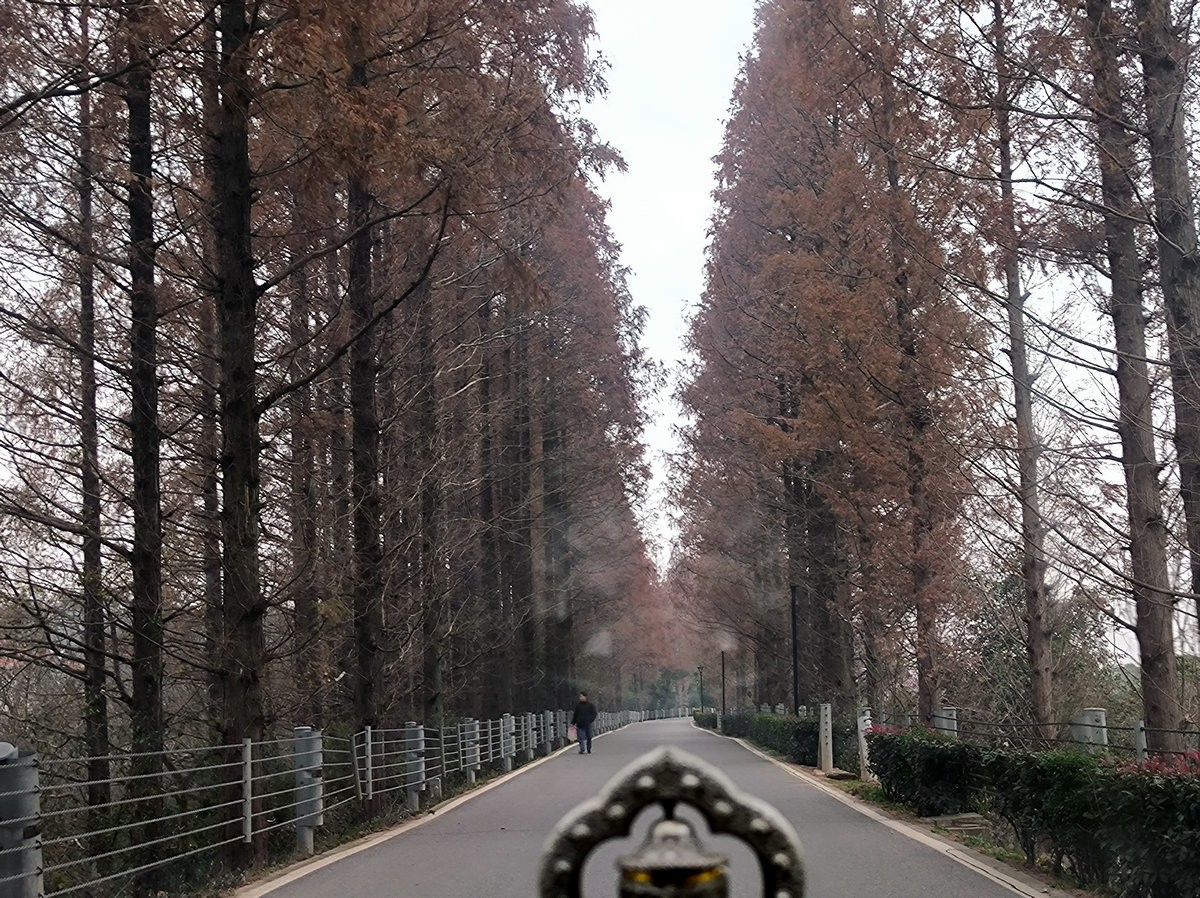 漫步星城 走街串巷（603）打卡水杉林