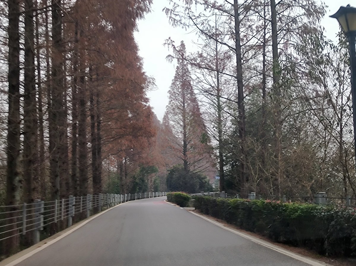 漫步星城 走街串巷（603）打卡水杉林