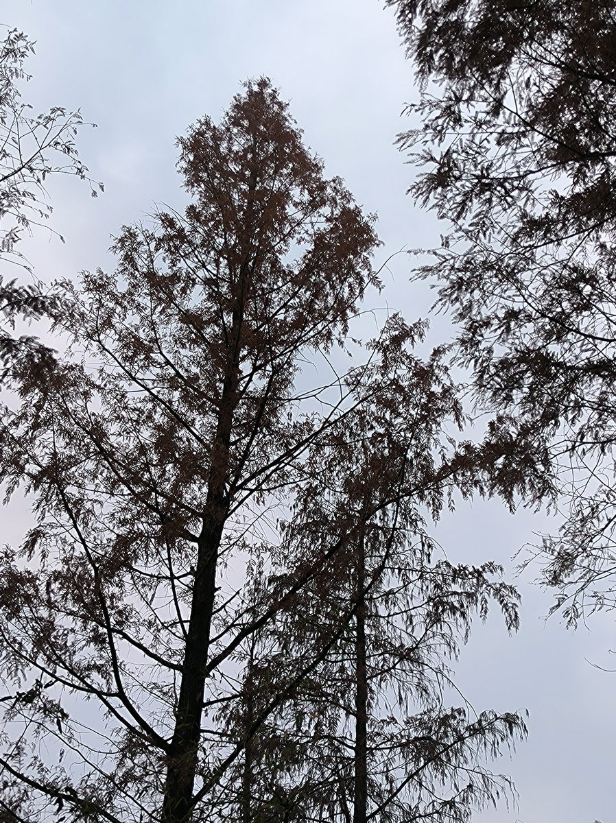 漫步星城 走街串巷（604）仿佛时间都变慢