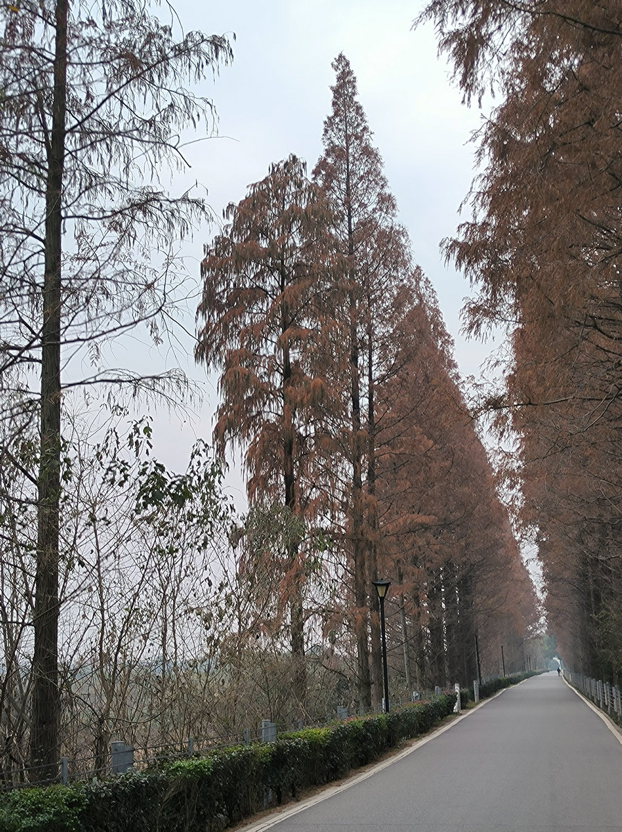 漫步星城 走街串巷（604）仿佛时间都变慢