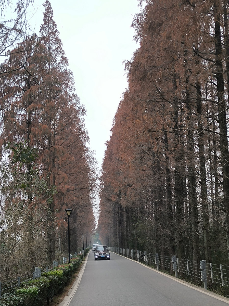 漫步星城 走街串巷（604）仿佛时间都变慢