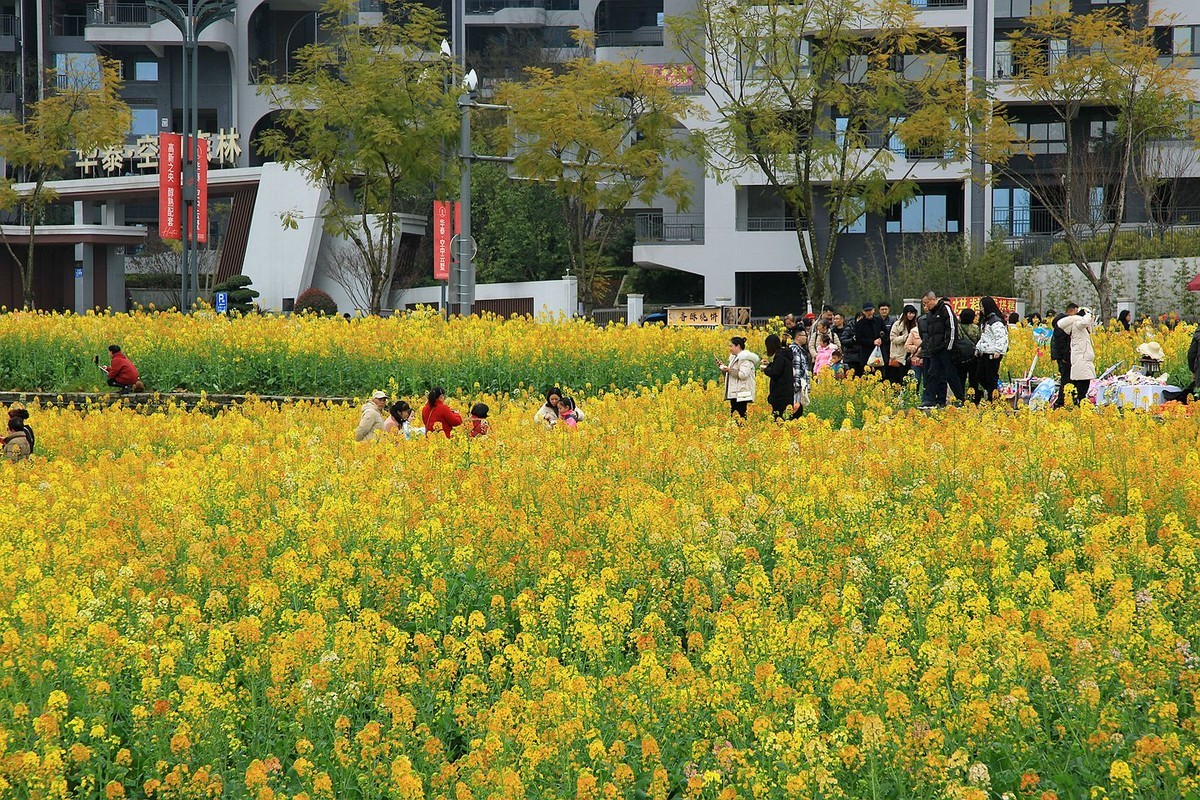 多彩油菜花【七】2025.087
