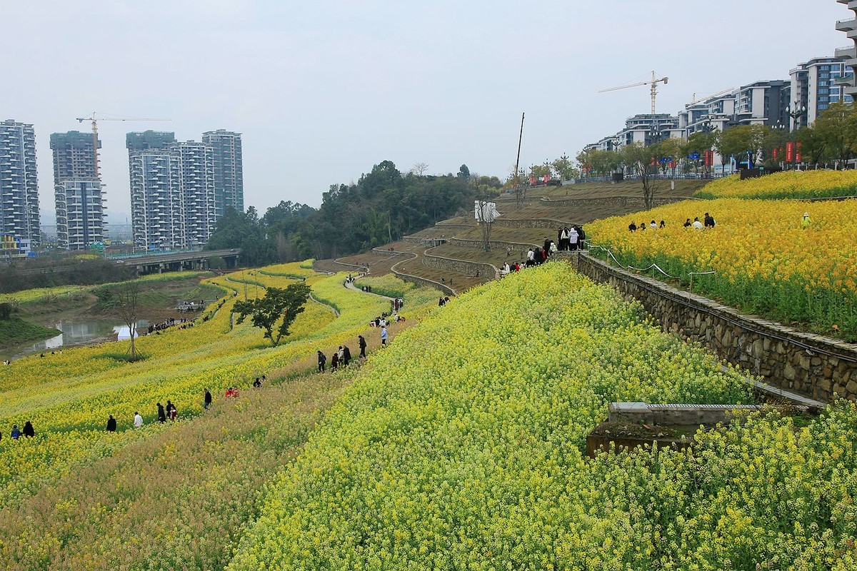 多彩油菜花【七】2025.087