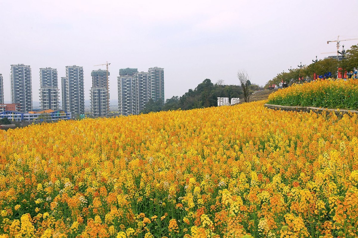多彩油菜花【七】2025.087