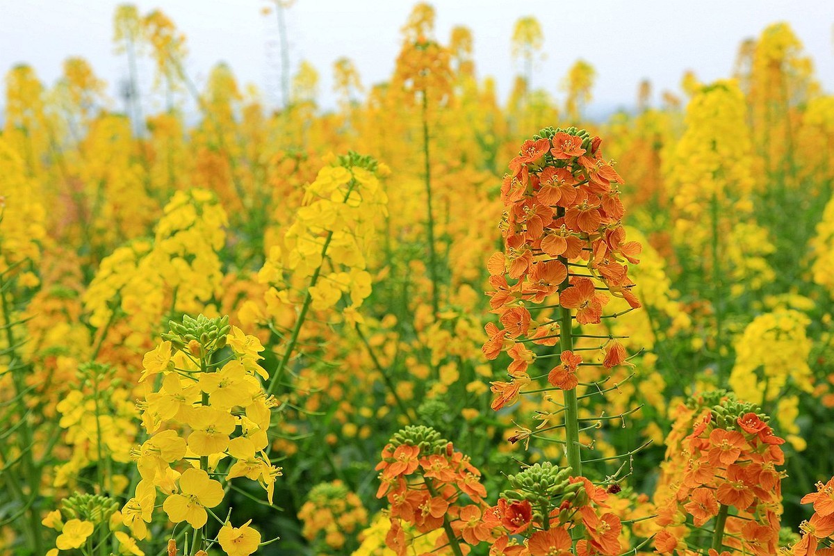 多彩油菜花【七】2025.087