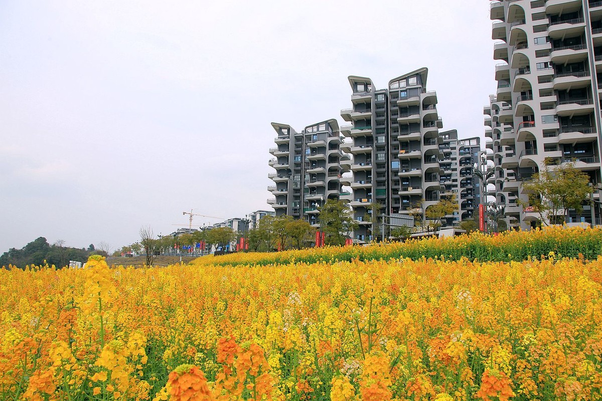 多彩油菜花【七】2025.087