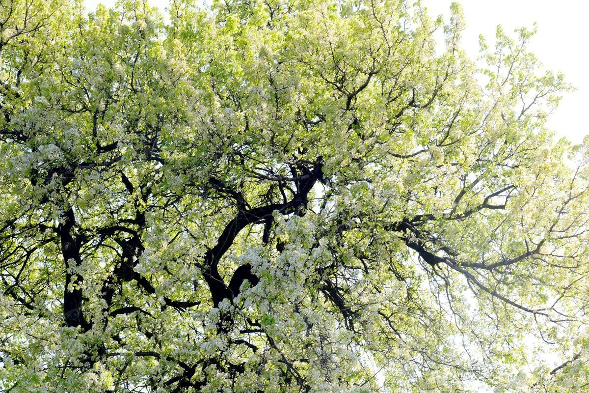 天坛公园一株古杜梨树 迎来盛花期-中关村在线摄影论坛