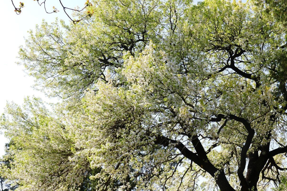 天坛公园一株古杜梨树 迎来盛花期-中关村在线摄影论坛