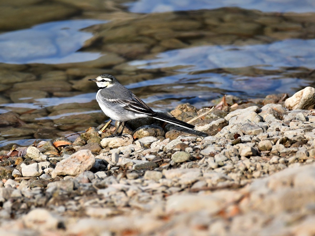 【视觉光影】白  鹡  鸰（11）