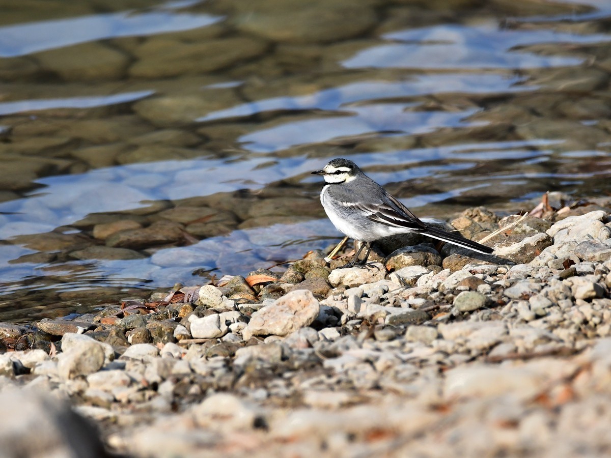 【视觉光影】白  鹡  鸰（11）