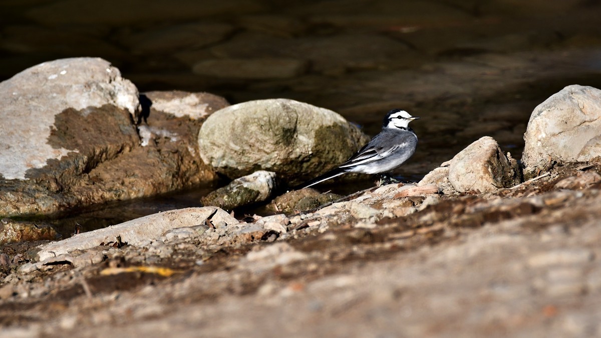 【视觉光影】白  鹡  鸰（11）