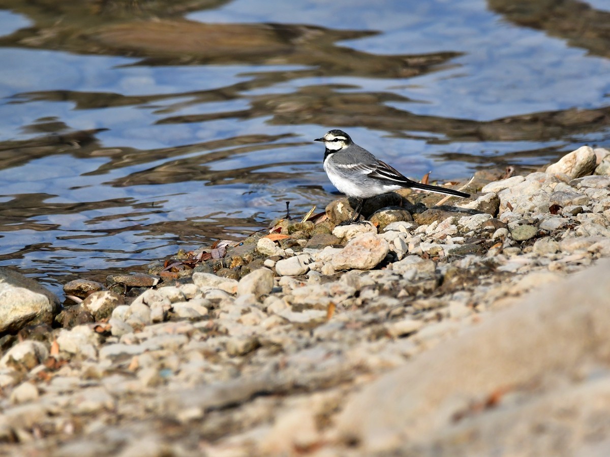 【视觉光影】白  鹡  鸰（11）