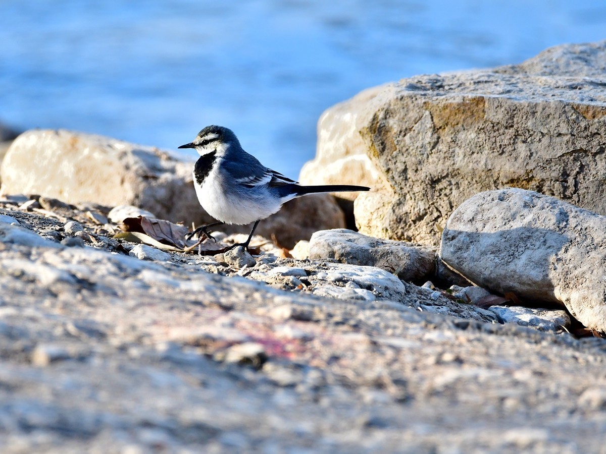 【视觉光影】白  鹡  鸰（11）