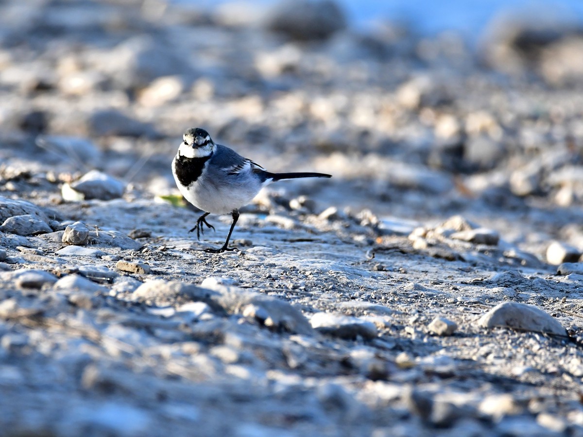 【视觉光影】白  鹡  鸰（11）