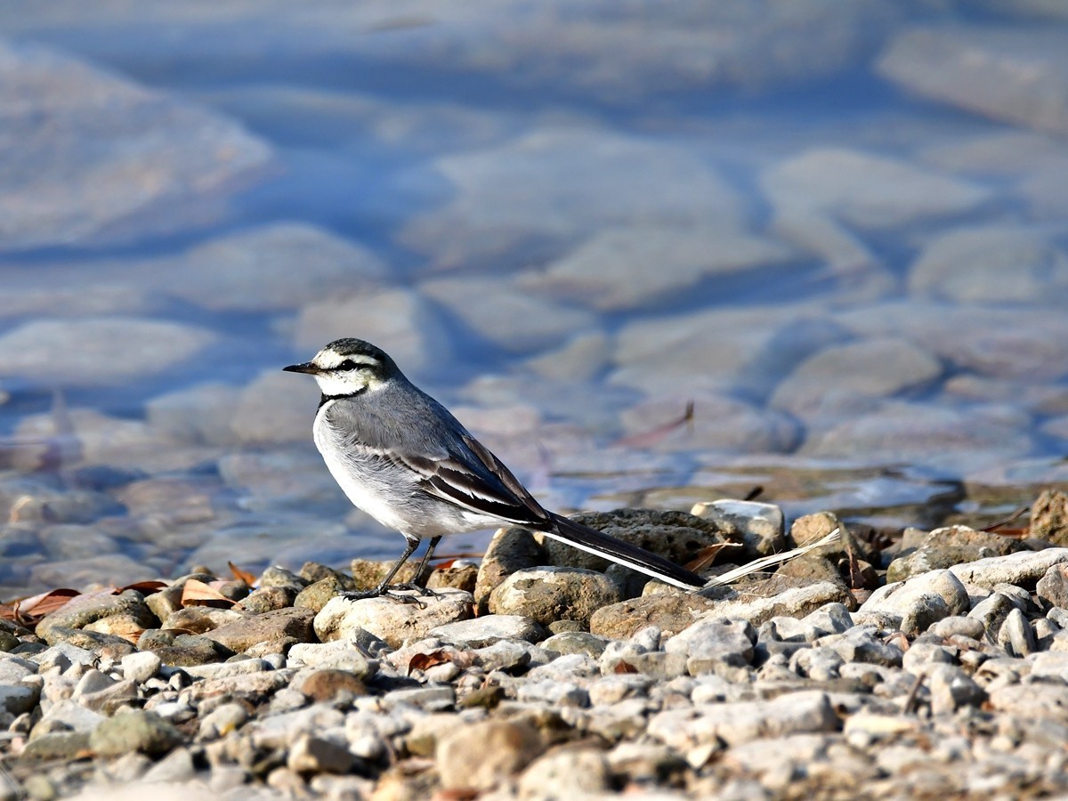 【视觉光影】白  鹡  鸰（11）