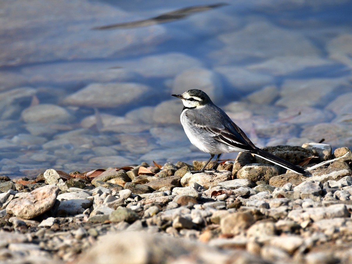 【视觉光影】白  鹡  鸰（11）