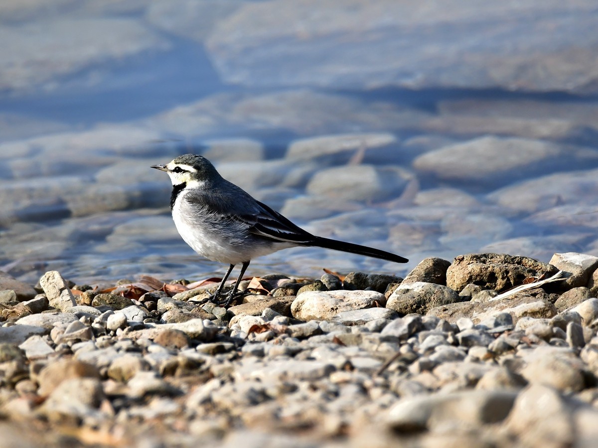 【视觉光影】白  鹡  鸰（11）