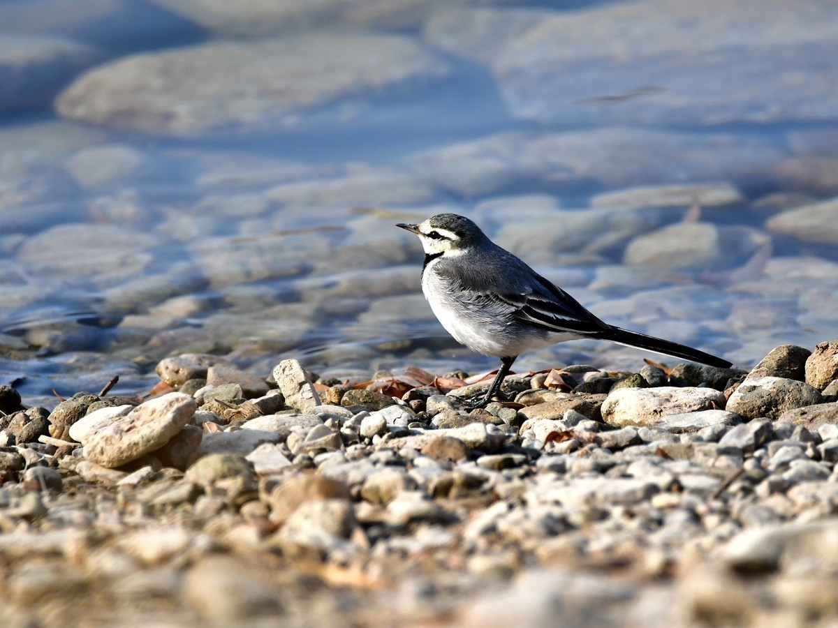 【视觉光影】白  鹡  鸰（11）