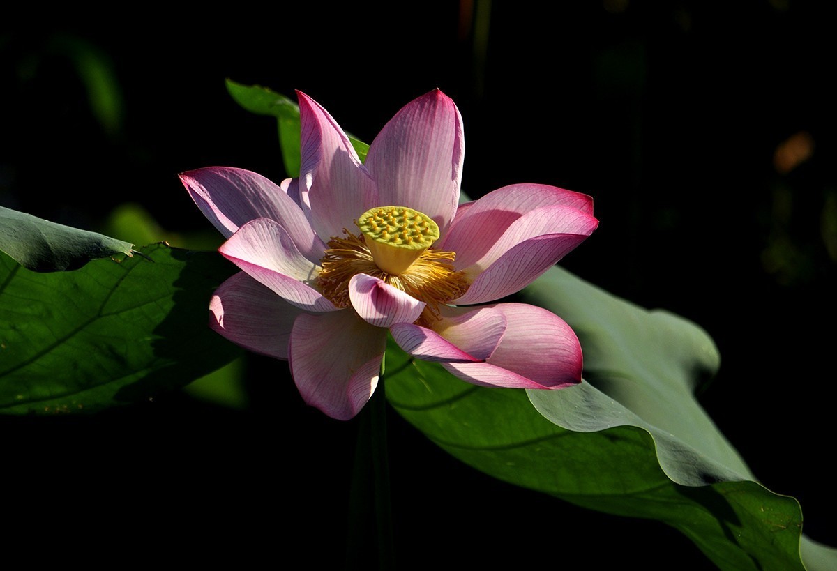 荷花