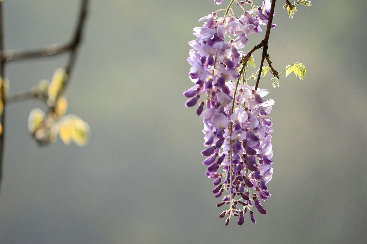 紫藤 【八】2025.135