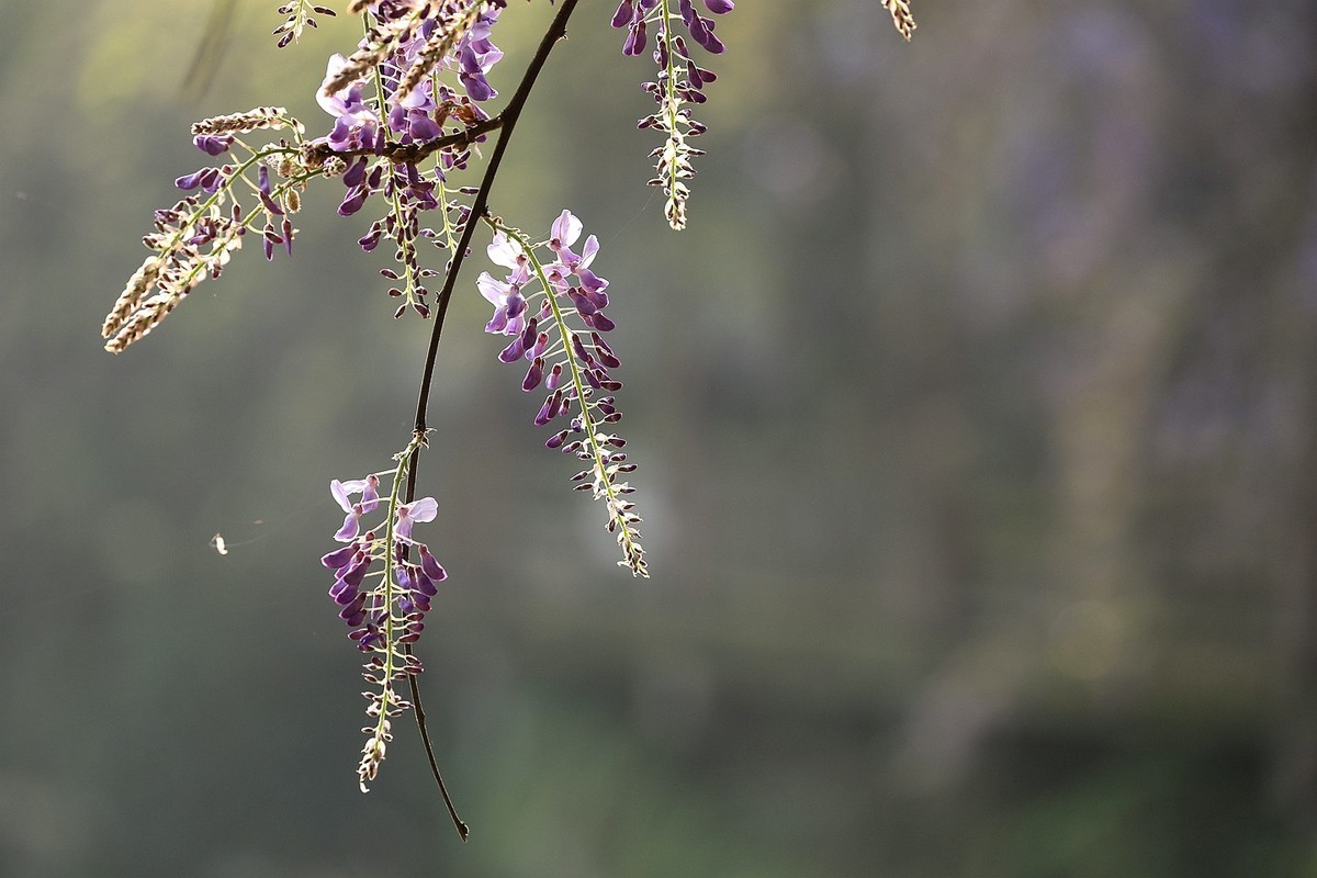 紫藤 【八】2025.135