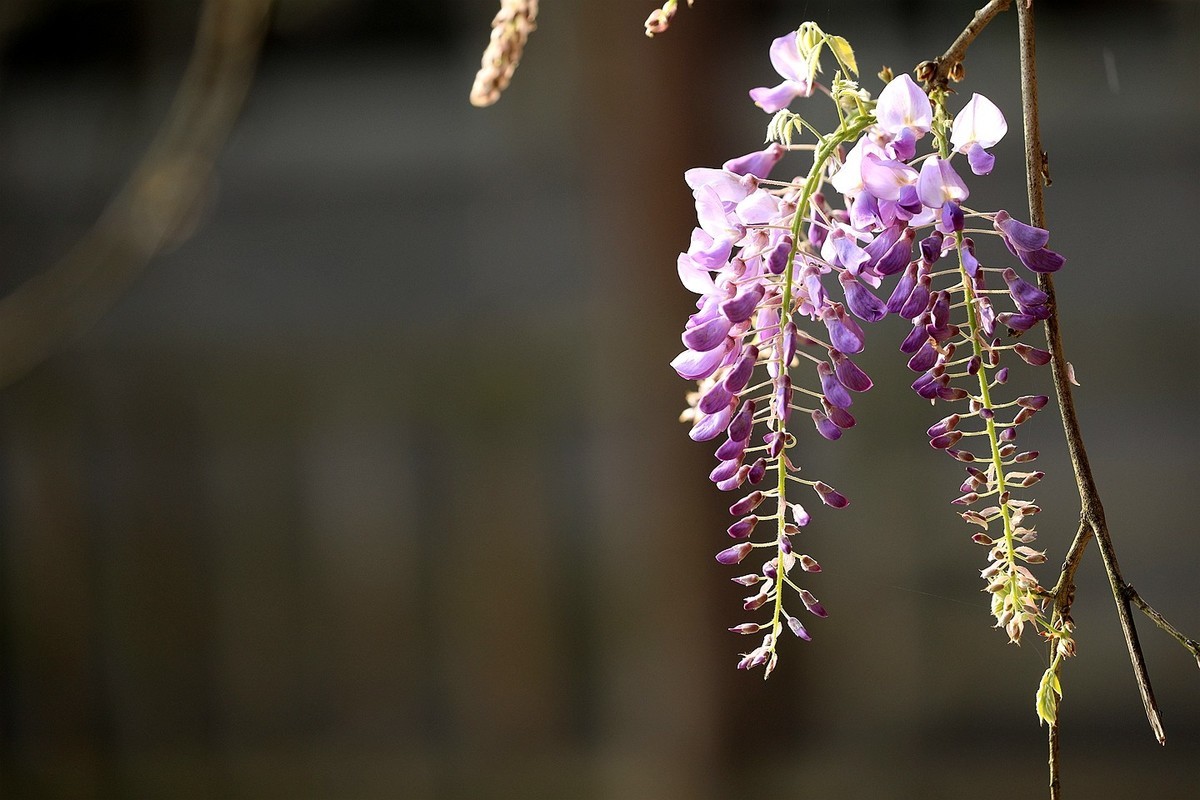 紫藤 【八】2025.135