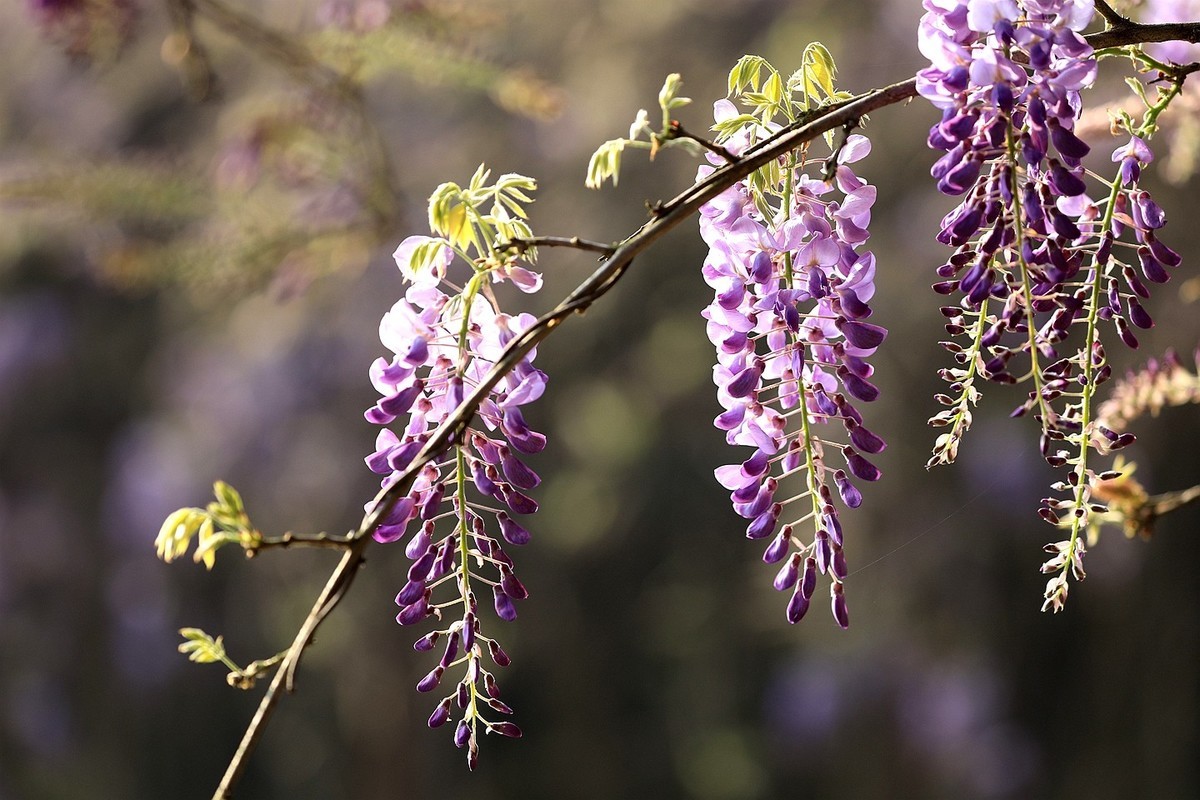 紫藤 【八】2025.135