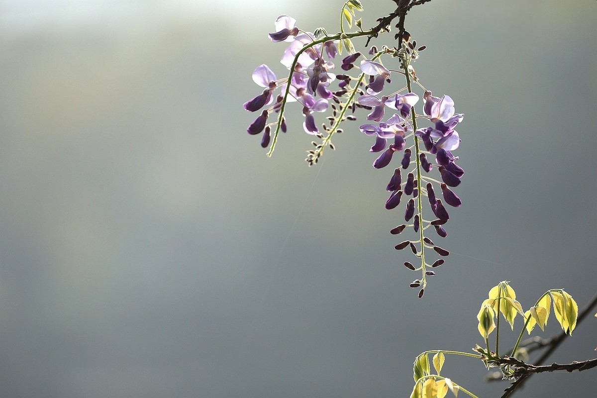 紫藤 【八】2025.135