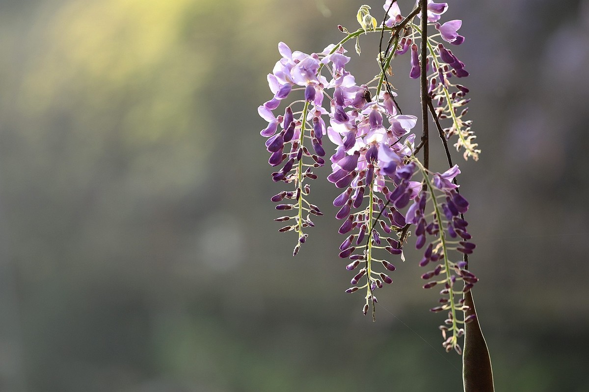 紫藤 【八】2025.135