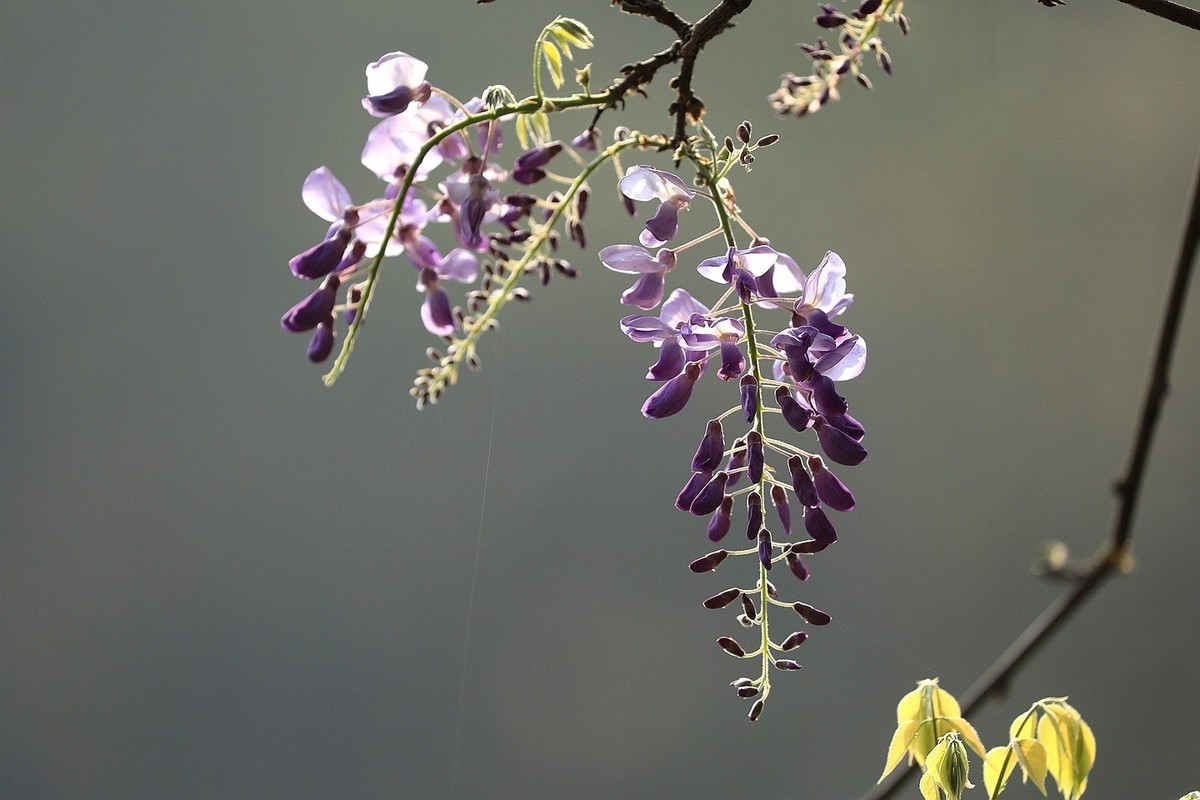 紫藤 【八】2025.135